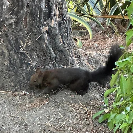Rena アパート ブアブロウ