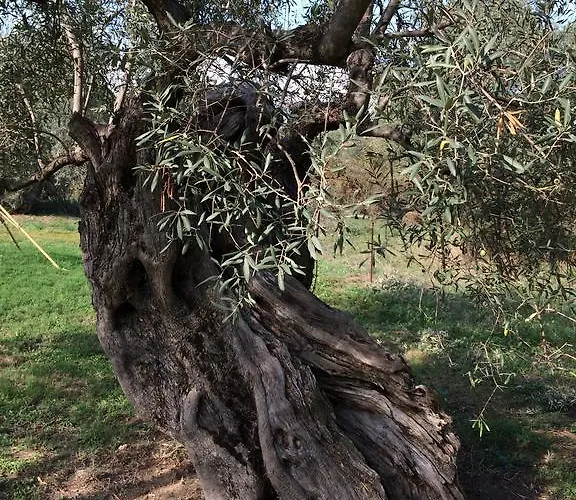 Rena Appartamento Vourvourou